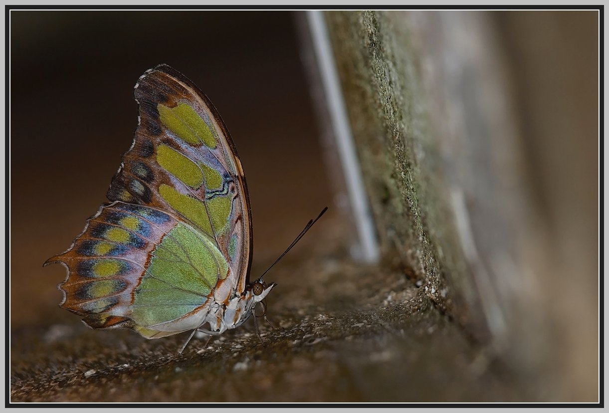 waasP4072768